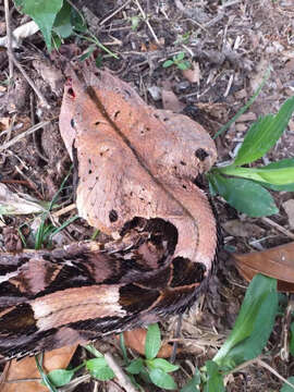 Image of Rhinoceros Viper