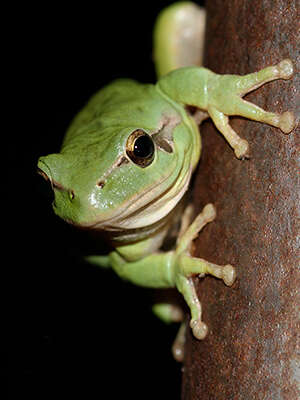 Image of Common tree frog