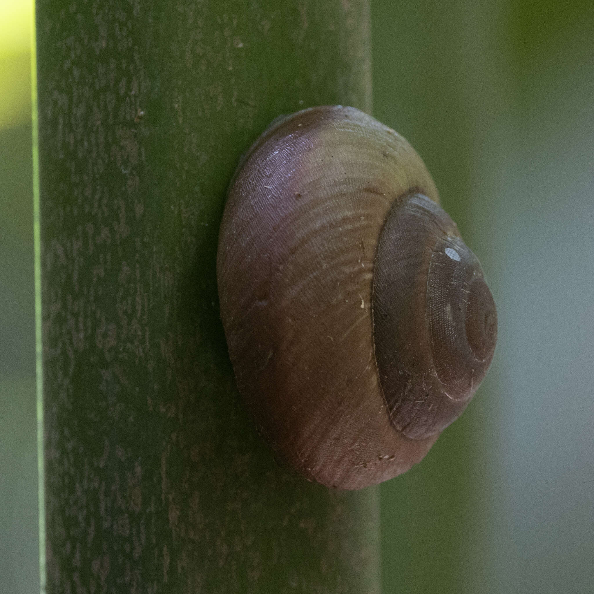 Stylodonta studeriana (Férussac 1821)的圖片