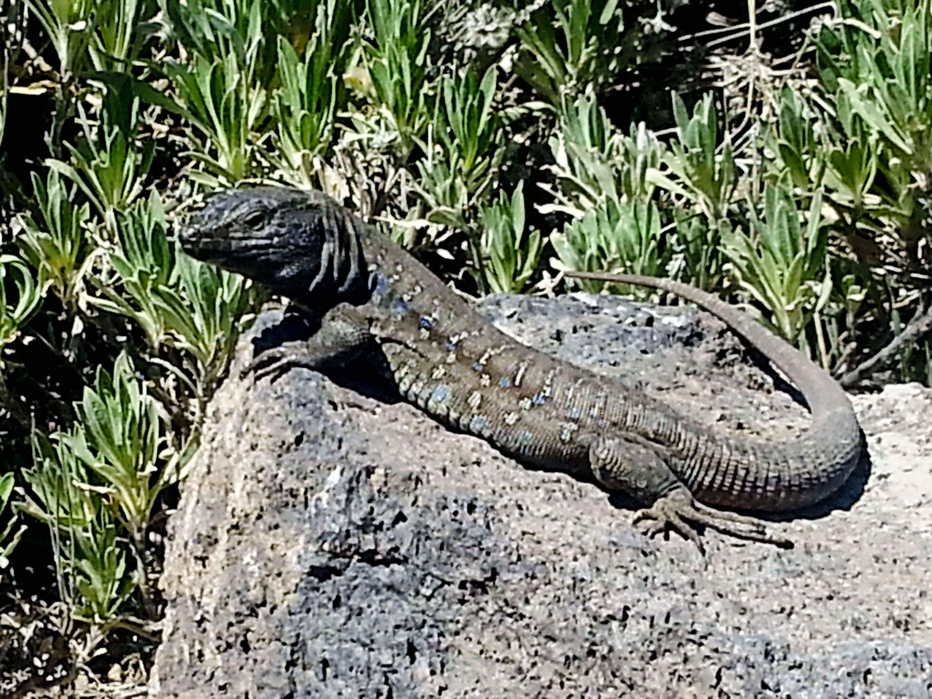 Image of Tenerife Lizard