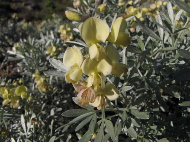 Image of <i>Calobota sericea</i>