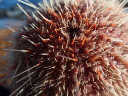 Image of fragile sea urchin