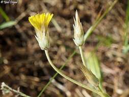 Image de Catananche lutea L.