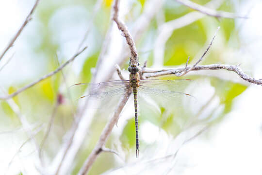 Image of Mangrove Darner