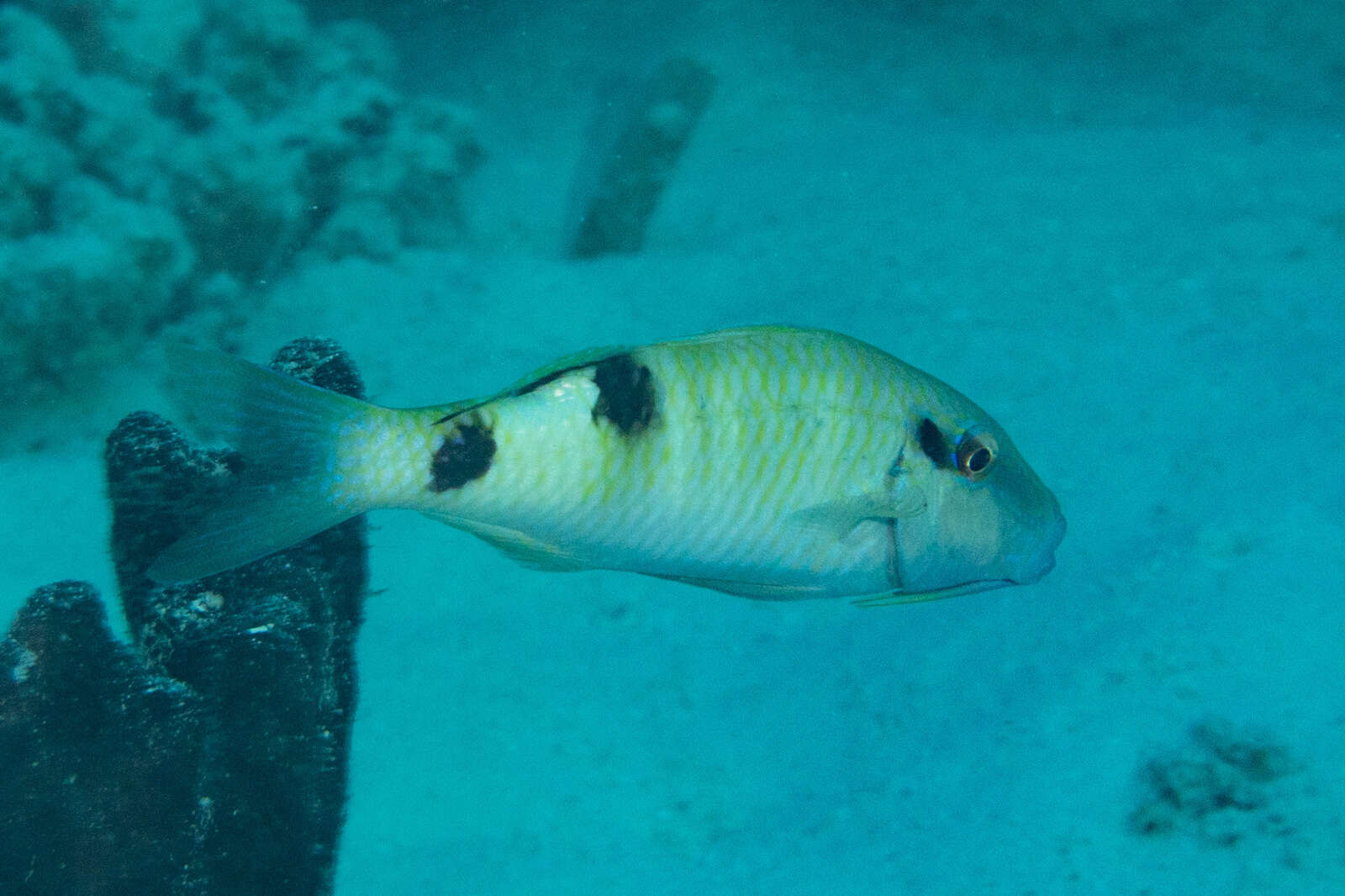 Image of Sidespot goatfish