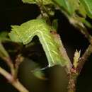 Image of Intermediate Sphinx Moth