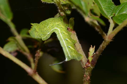 Image of Intermediate Sphinx Moth