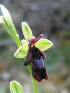 Слика од Ophrys insectifera subsp. insectifera