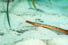 Image of Brigg's northern pipefish
