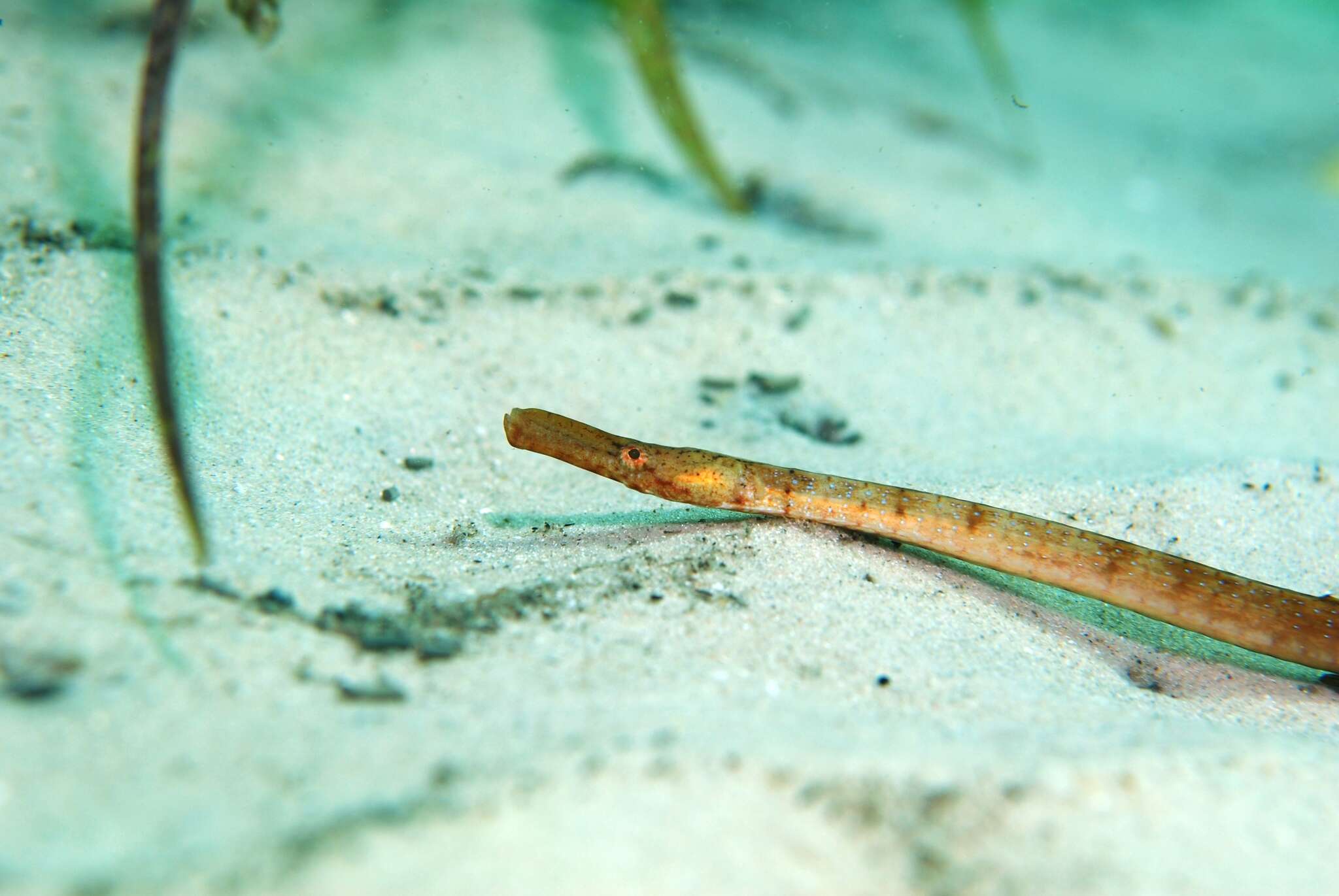 Image of Brigg's northern pipefish