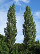 Image of Black Poplar