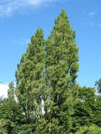 Image of Black Poplar