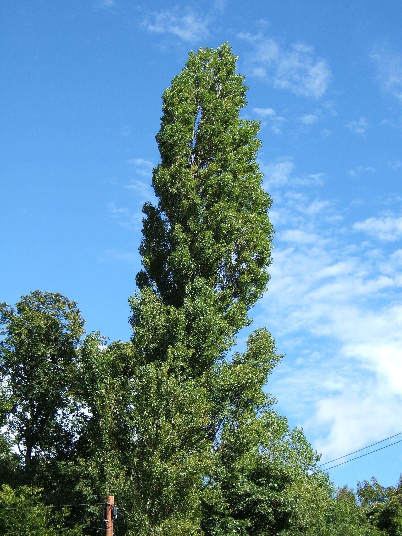 Image of Black Poplar