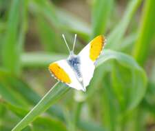 Image of orange tip