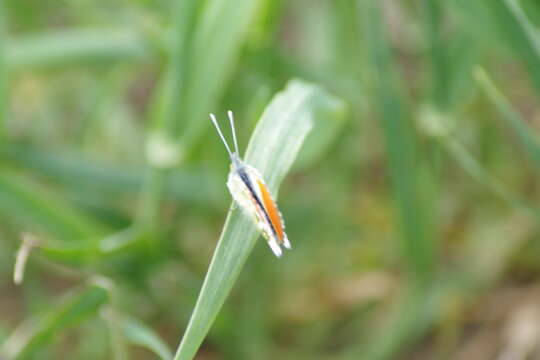 Image of orange tip