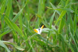 Image of orange tip