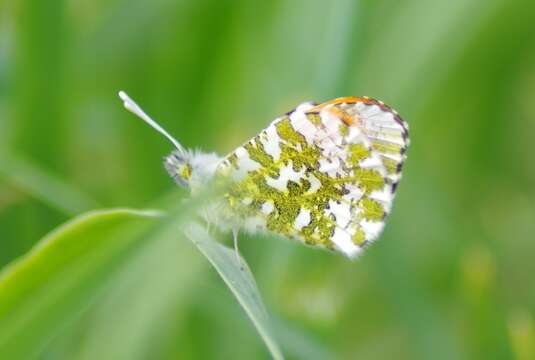 Image of orange tip