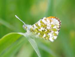 Image of orange tip