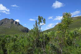 Plancia ëd Protea coronata Lam.