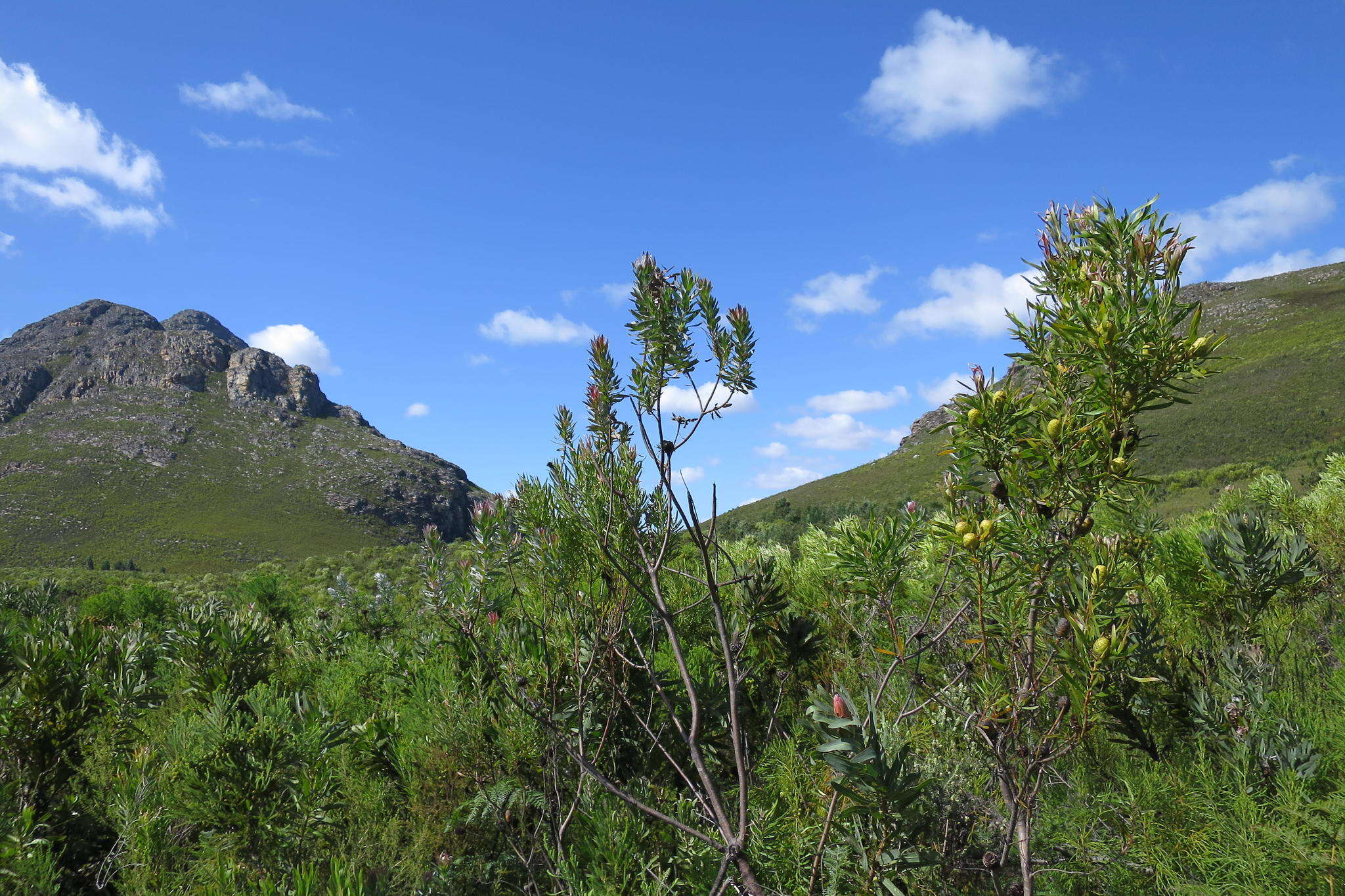 Plancia ëd Protea coronata Lam.