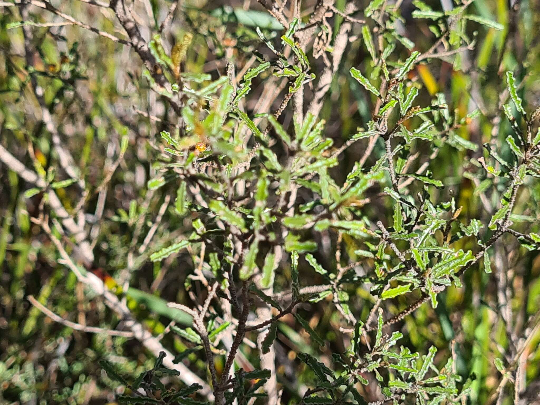 Image de Phebalium bullatum J. M. Black