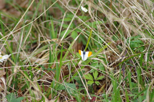 Image of orange tip