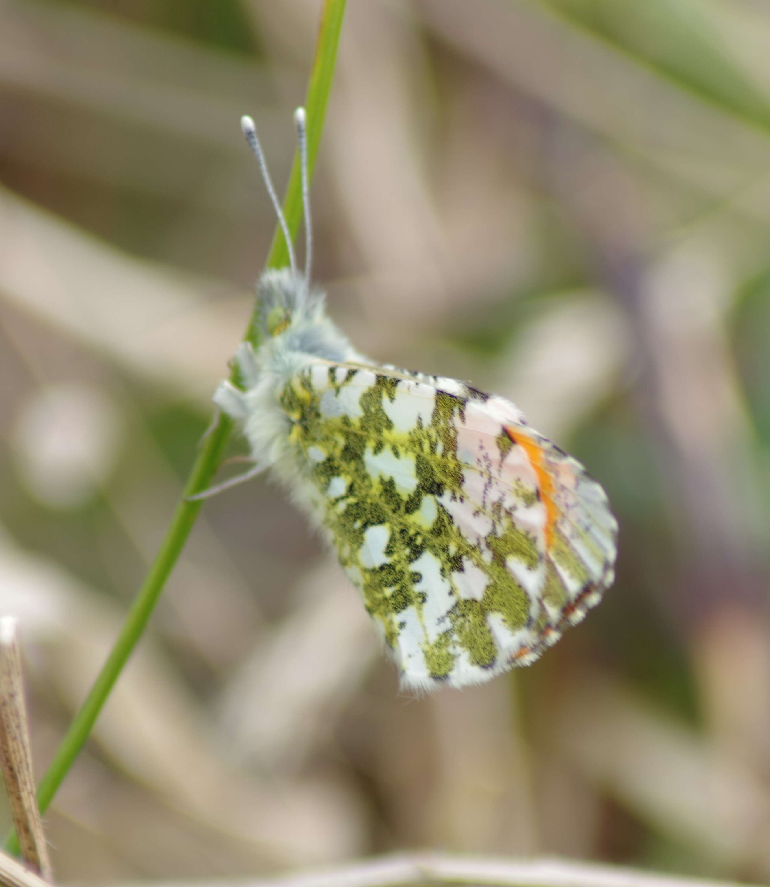 Image of orange tip