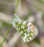 Image of orange tip