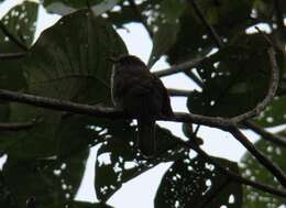 Image of Indian Cuckoo