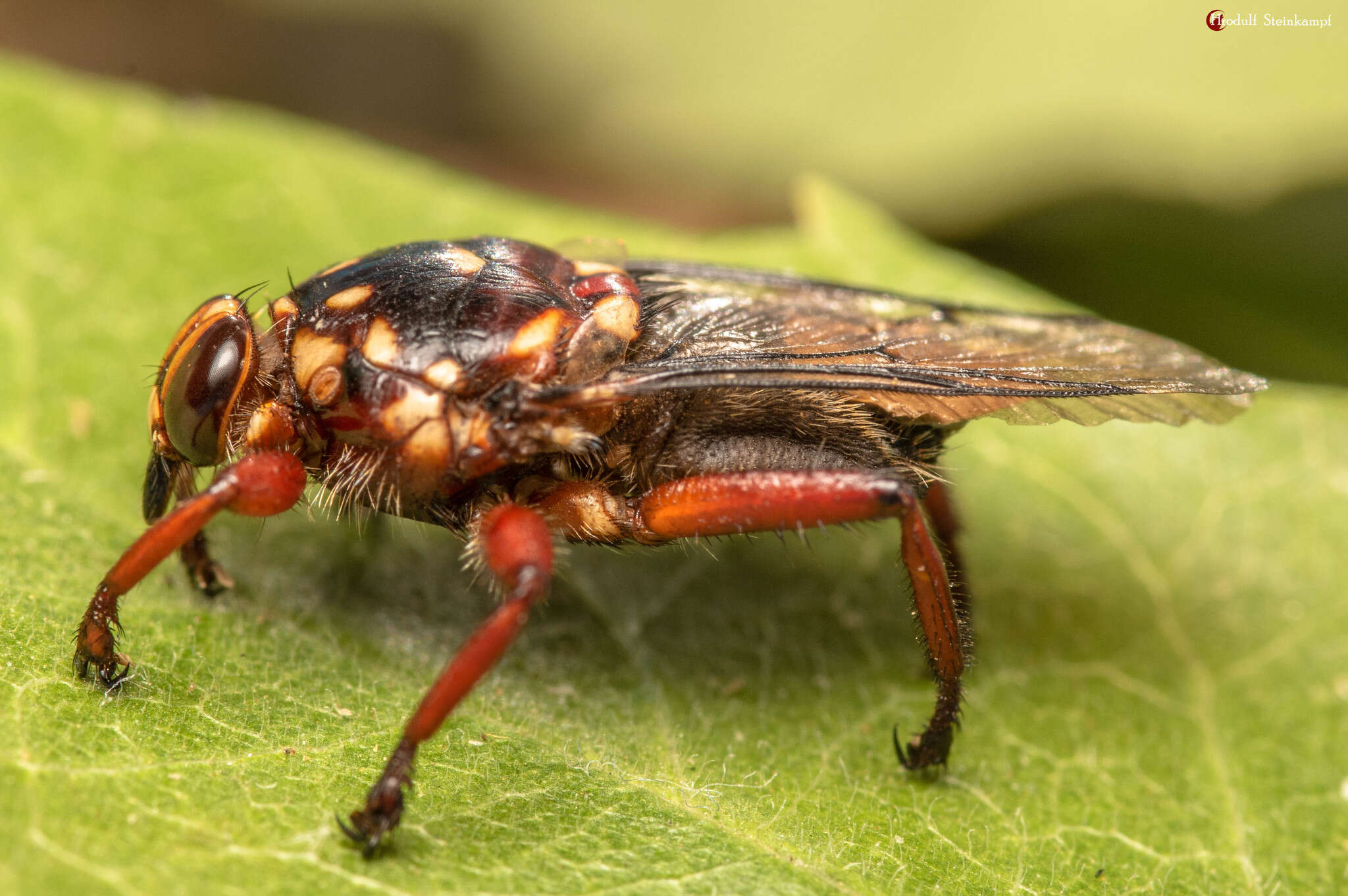 Image of Hippobosca rufipes Olfers 1816