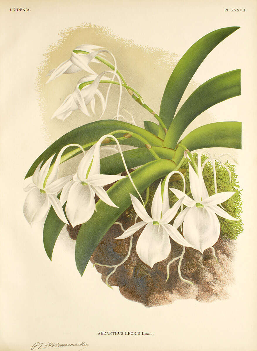 Image de Angraecum leonis (Rchb. fil.) André