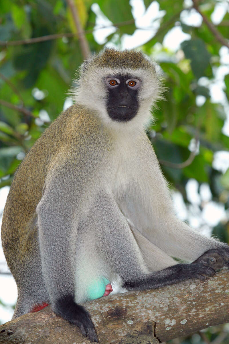 Image of Reddish-green Vervet Monkey