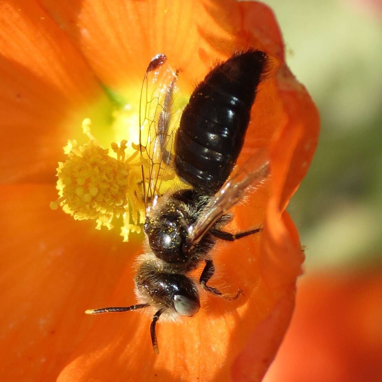 Image of Calliopsis subalpina Cockerell 1894