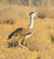 Image of Great Indian Bustard