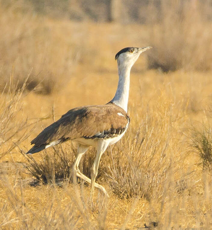 Image of Great Indian Bustard