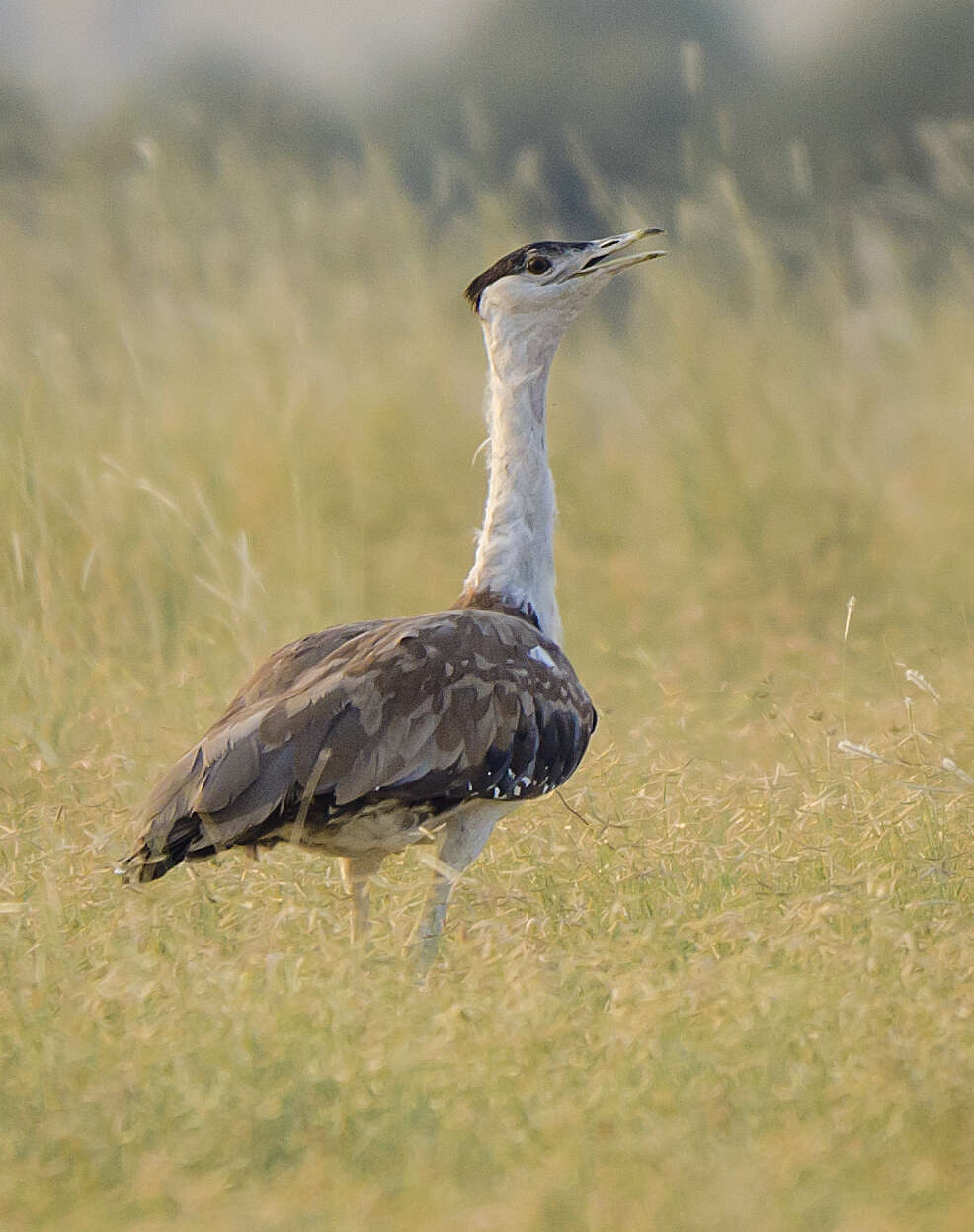 Image of Great Indian Bustard