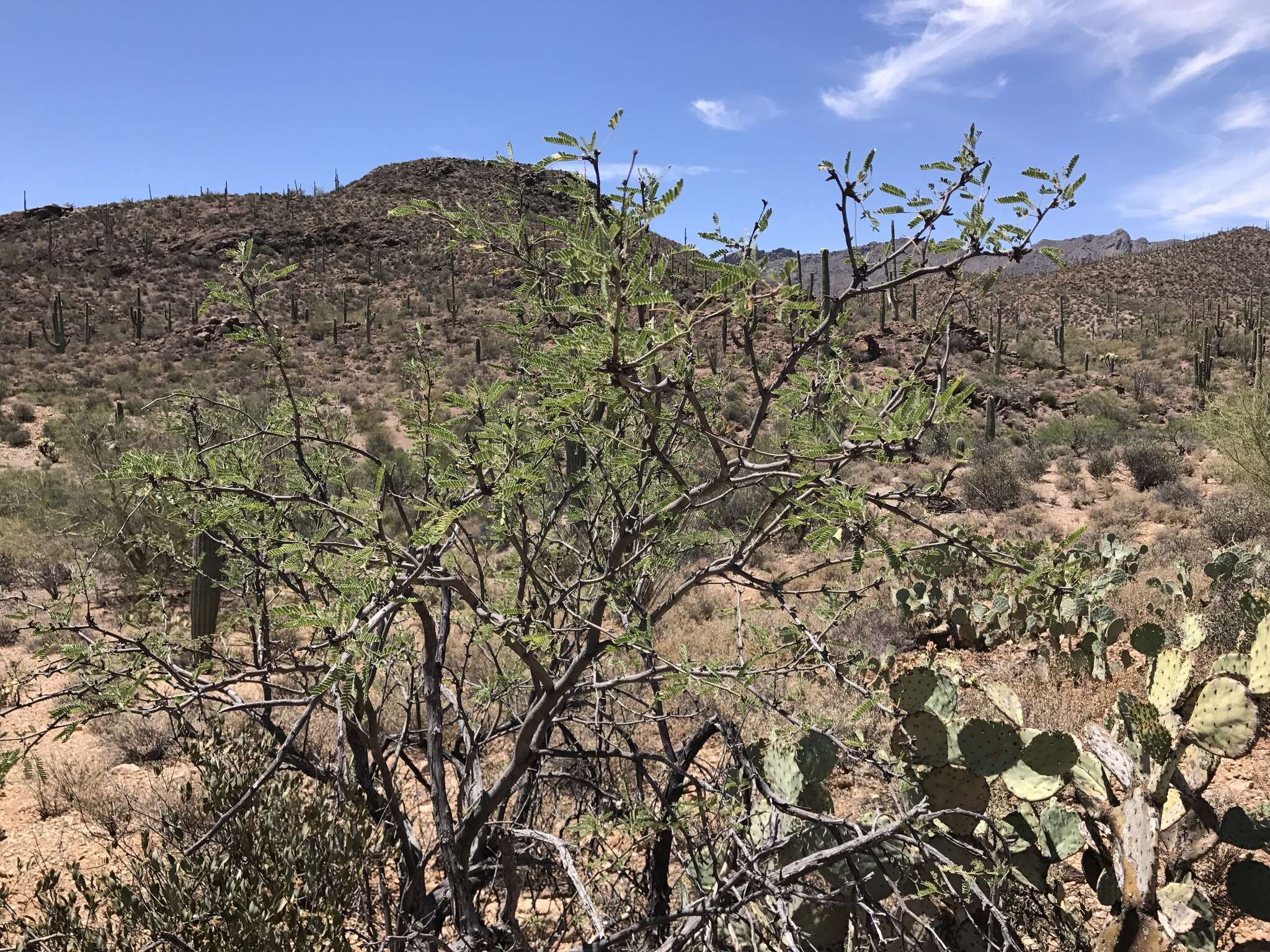 Image of velvet mesquite