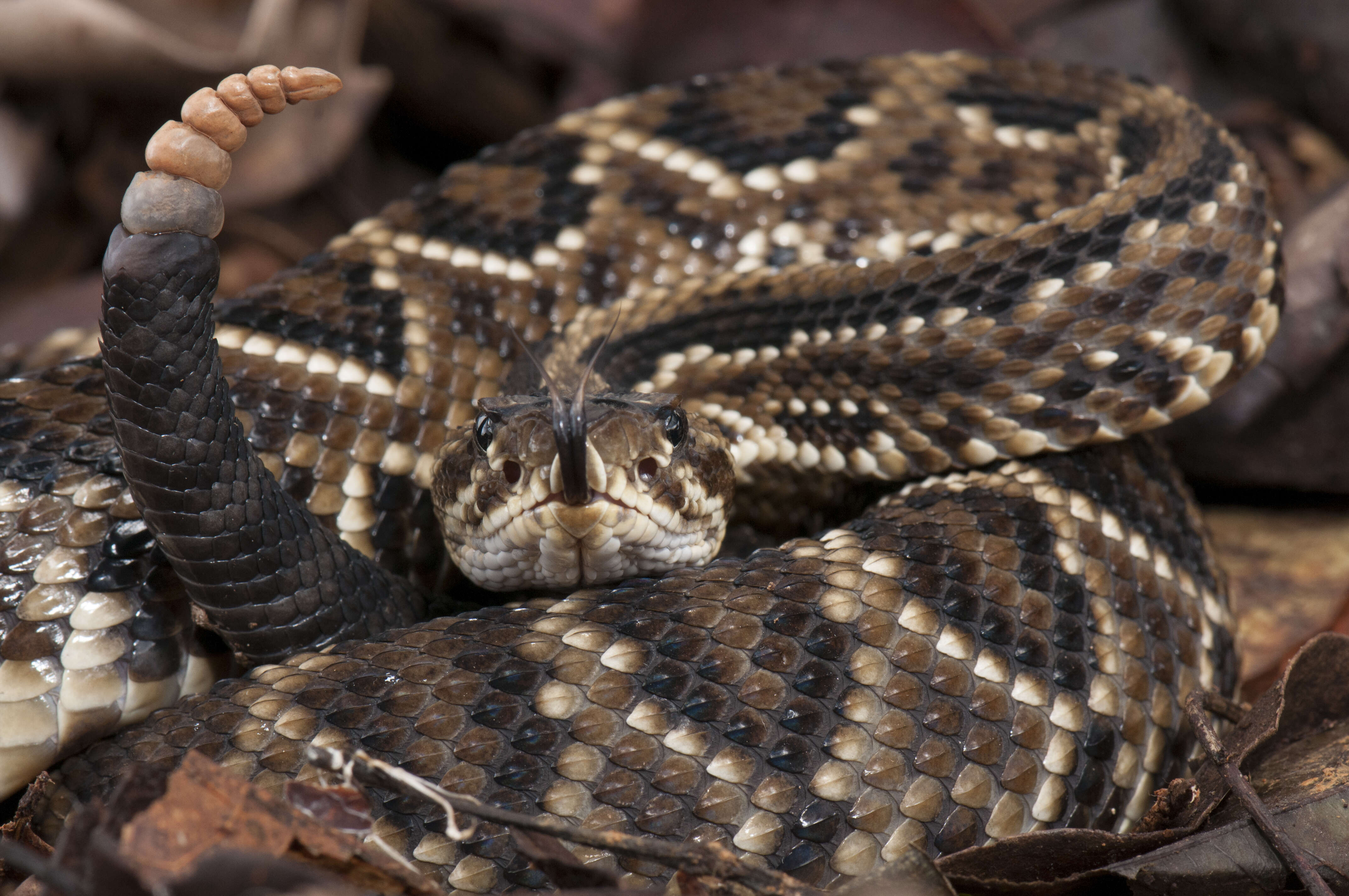 Image of Cascabel Rattlesnake