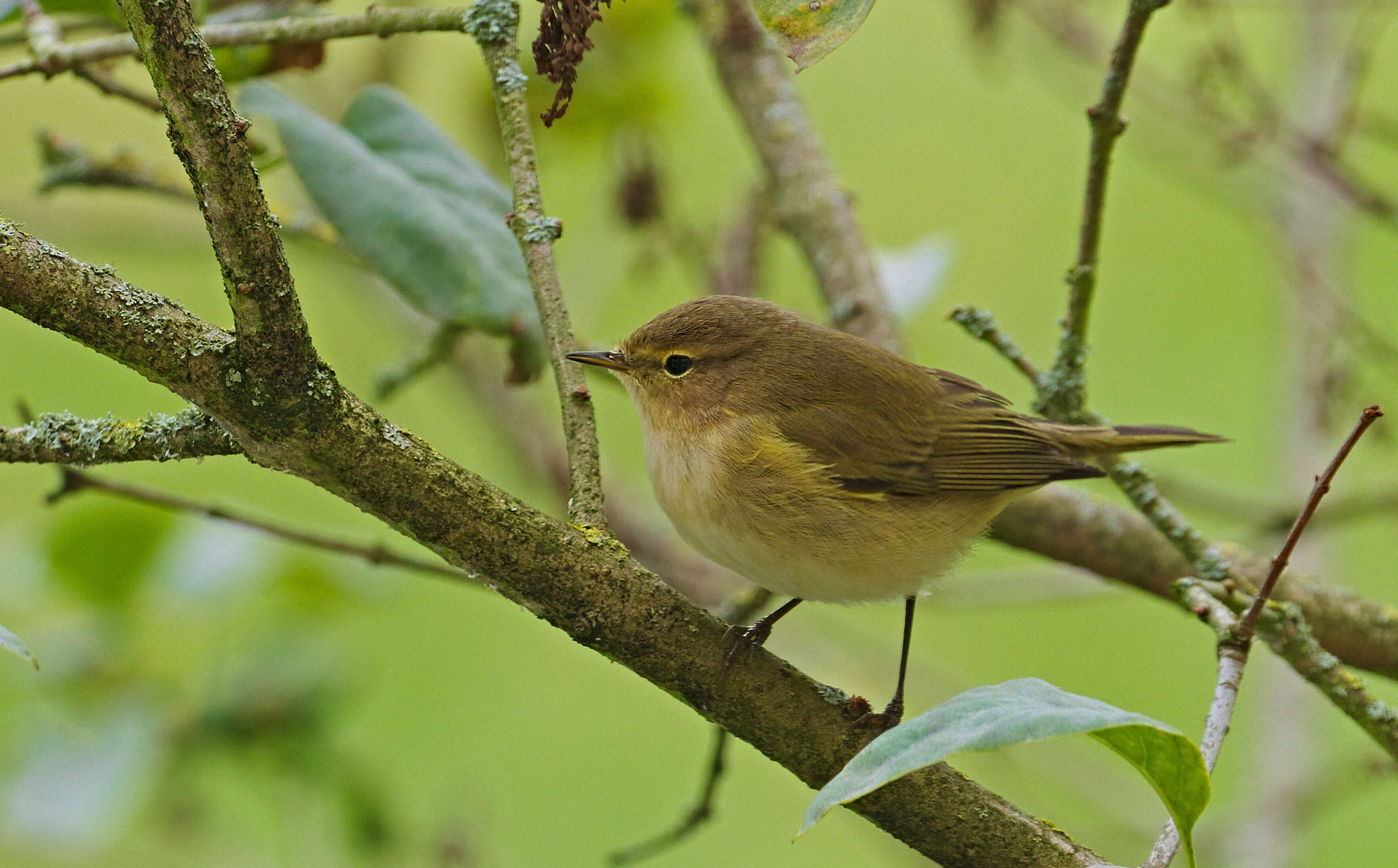 Image of Common Chiffchaff