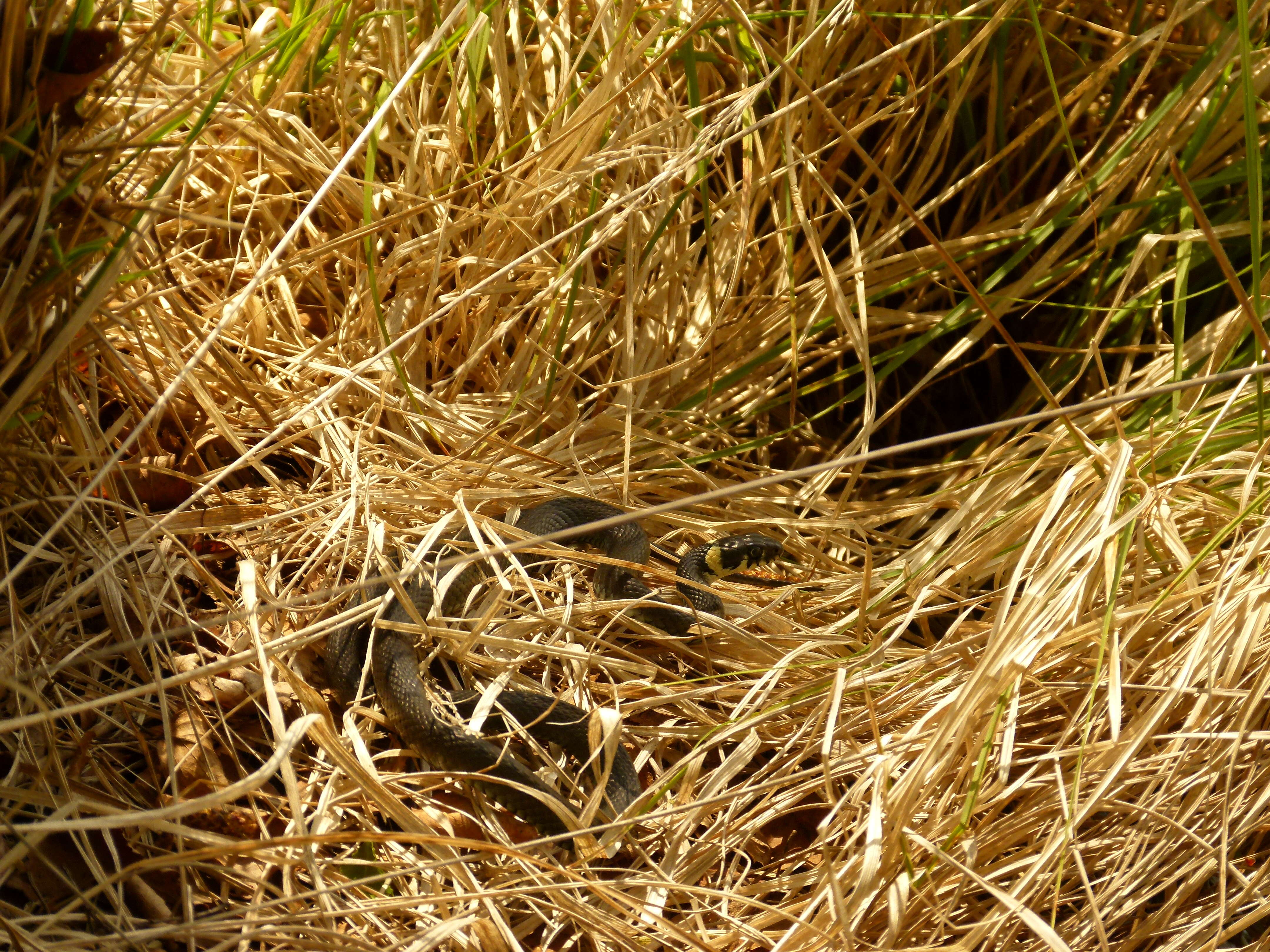 Image of Grass Snake