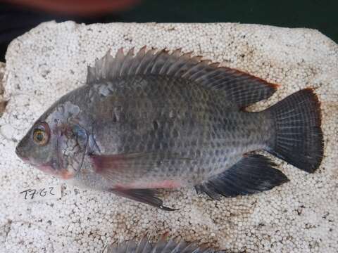 Image of Redeye tilapia