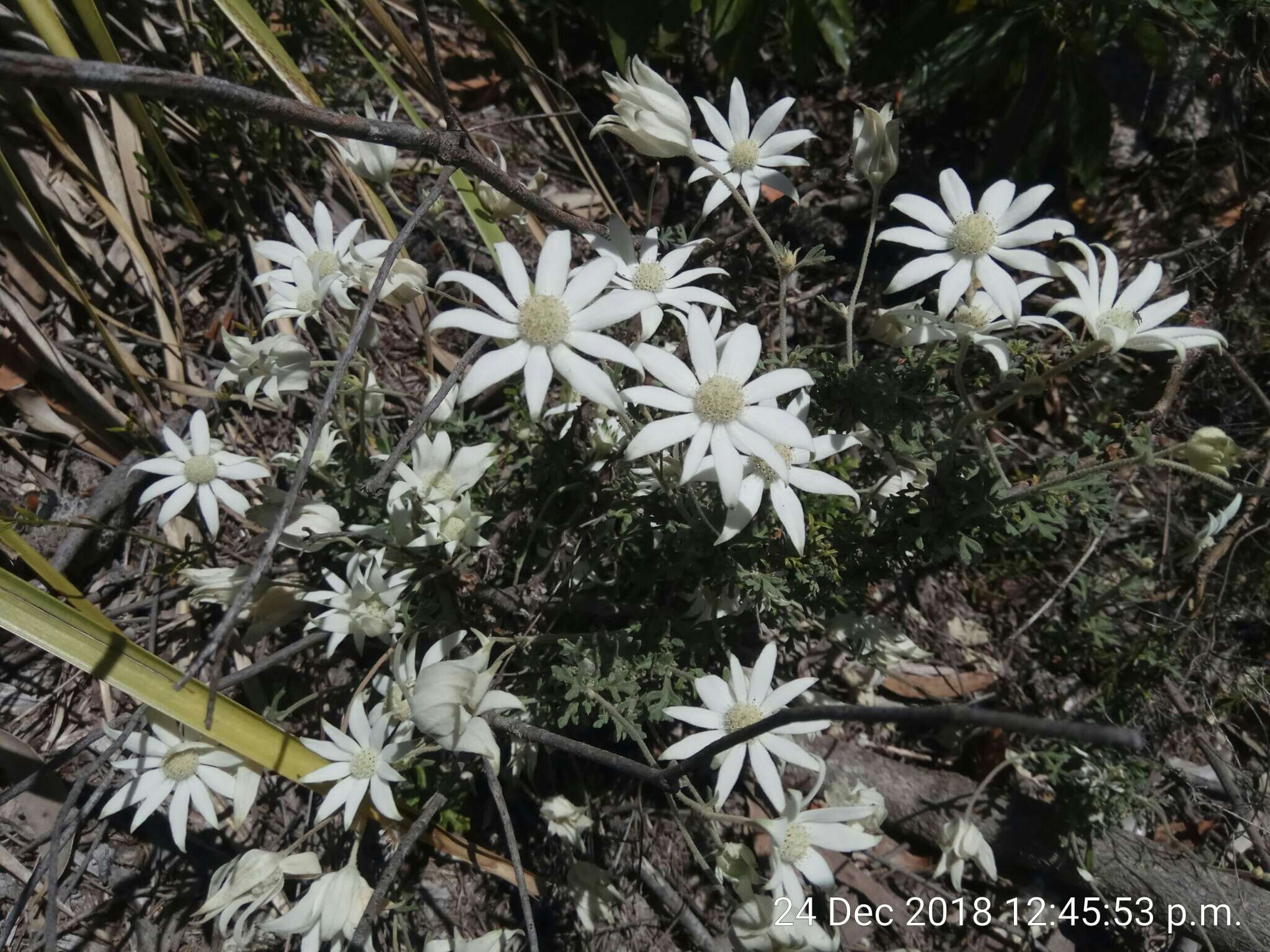 Image de Actinotus helianthi Labill.