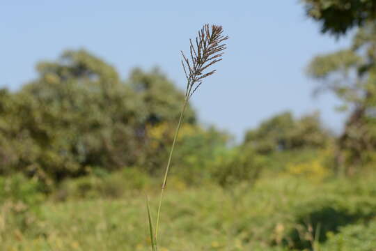 Image of Arundinella leptochloa (Nees ex Steud.) Hook. fil.