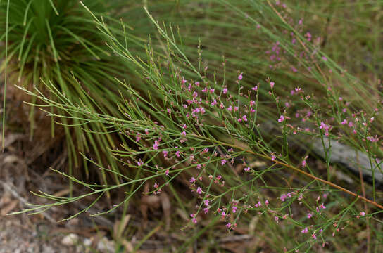 Слика од Jacksonia thesioides Benth.