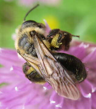 Andrena vicina Smith 1853 resmi