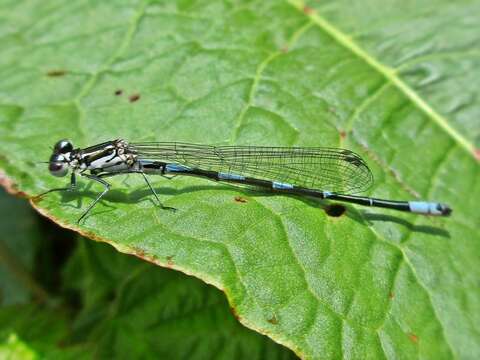 Image of Variable Bluet