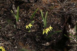 Caladenia flava subsp. flava resmi