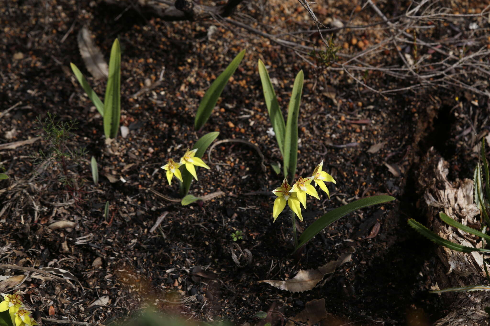 Caladenia flava subsp. flava resmi