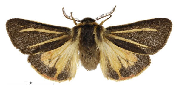 Image of southern tiger moth