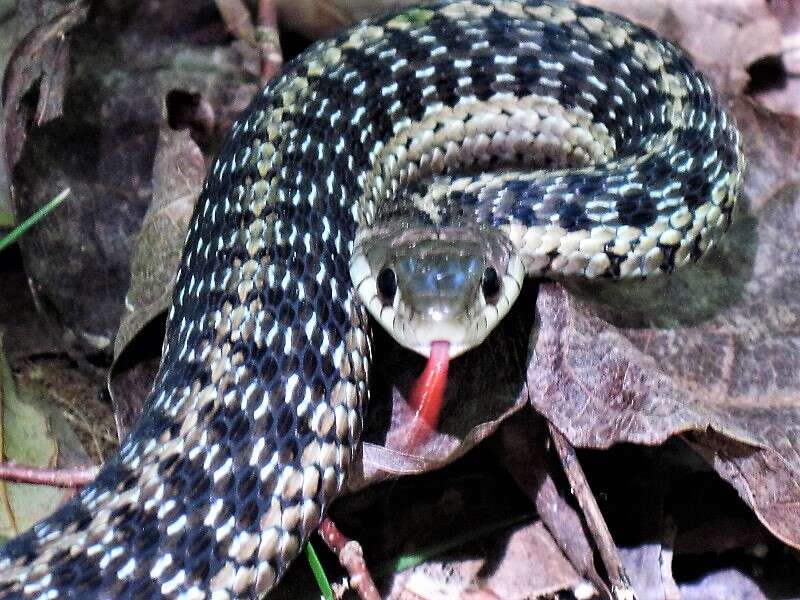 Image of Common Garter Snake